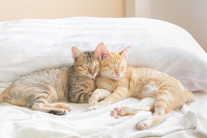 Comment faire cohabiter 2 chats ?