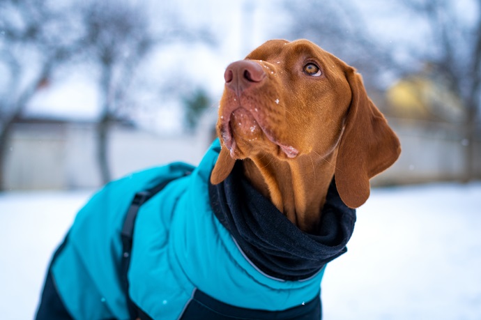 Est-ce que les chiens ont besoin de manteau ?