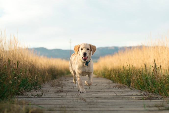 Ou promener mon chien sans laisse autour de moi ?