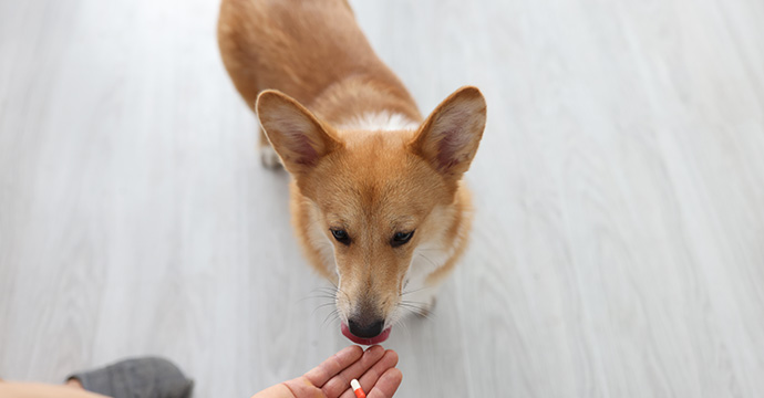 Quand donner un vermifuge à son chien ?