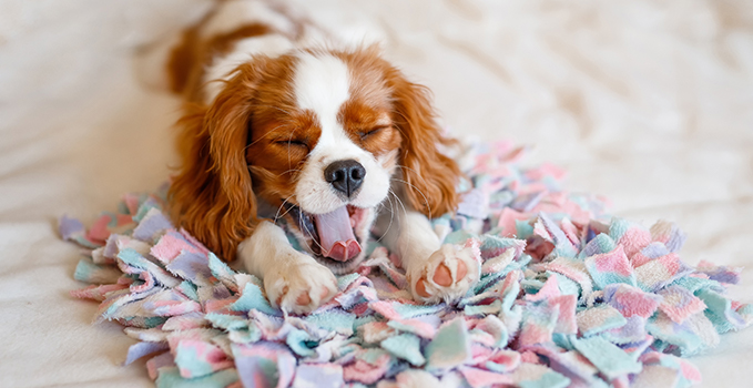 Quel chien adopter pour la première fois ?