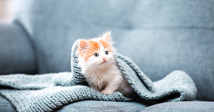 Quelle est la meilleure période pour adopter un chaton ?