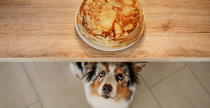 Quels sont les aliments à ne pas donner à mon chien ?