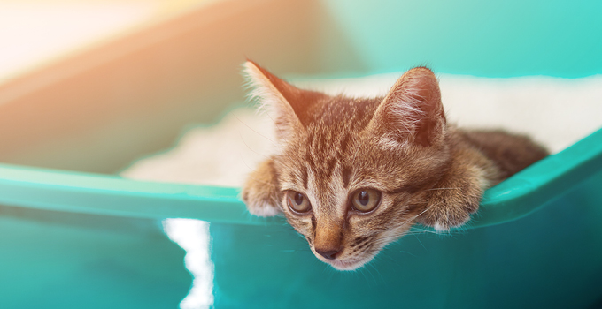 Quelle litière choisir pour mon chat ?