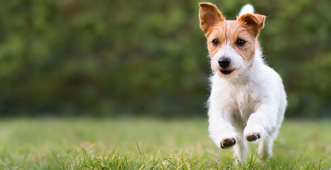 Quels sont les besoins en exercice physique de mon chien ?