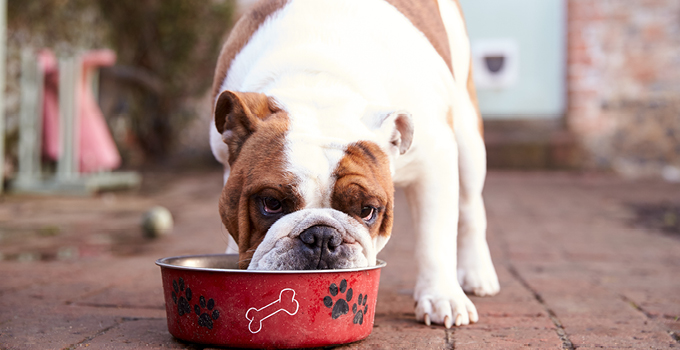 Quelle alimentation choisir pour mon chien ?