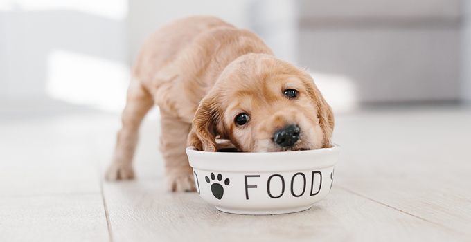 Quelle croquette pour chiot ? Nos conseils pour bien les choisir.