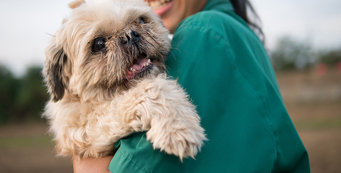 Adopter un chien âgé : tout ce qu’il faut savoir