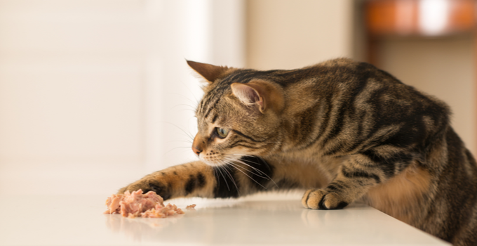 Quels sont les bienfaits de l'alimentation mixte pour mon chat ?