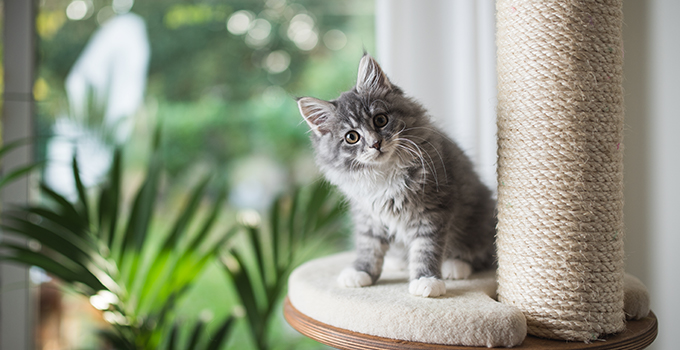 10 idées pour occuper mon chat pendant mon absence 