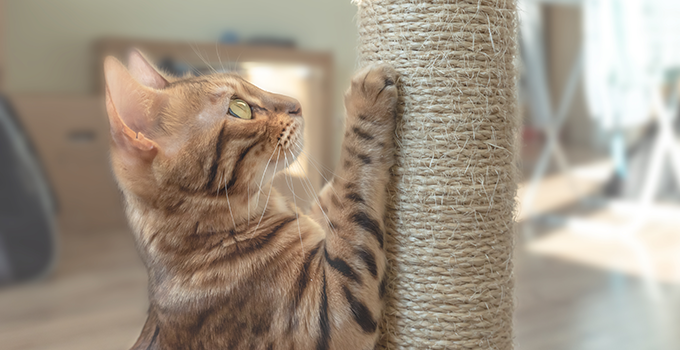 Comment empêcher mon chat de faire ses griffes partout ?