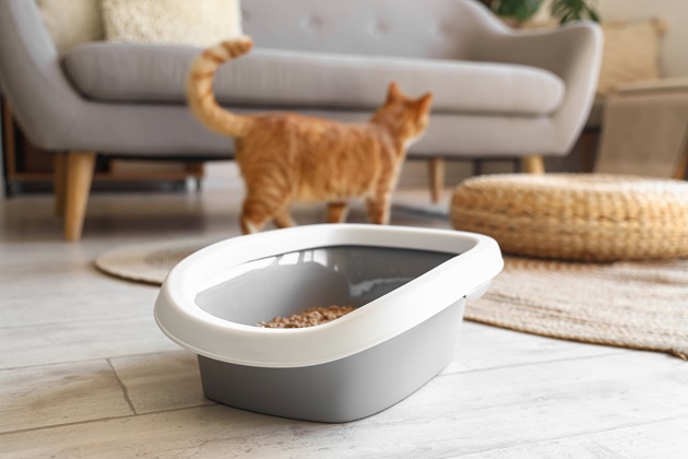 Comment faire pour que mon chat retourne dans sa litière ?