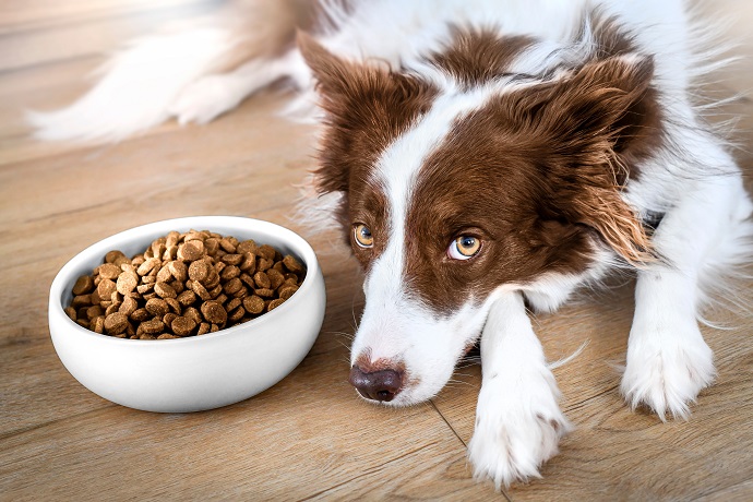 Pourquoi mon chien ne mange plus ses croquettes ?
