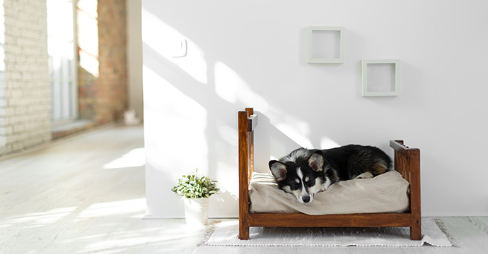 Combien de temps dort un chien ?