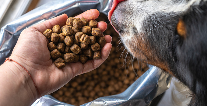 Comment choisir les croquettes pour chien?