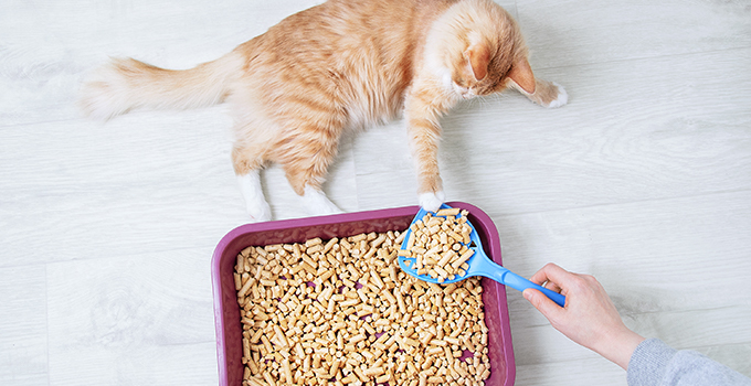 Entretenir La Litiere De Votre Chat En 3 Etapes Entretenir La Litiere De Votre Chat En 3 Etapes