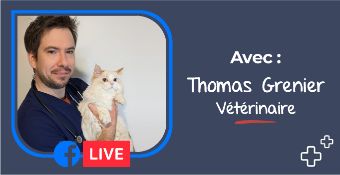 Adopter un chat ou un chaton