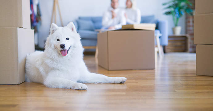 Comment gérer un chien en appartement ?
