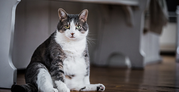 Comment gérer un surpoids chez le chat ?