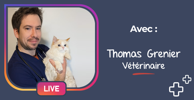 Chat extraction dentaire Dentisterie