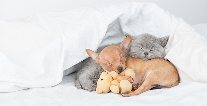 Comment appeler mon chien ou mon chat en « S » en 2021 ?