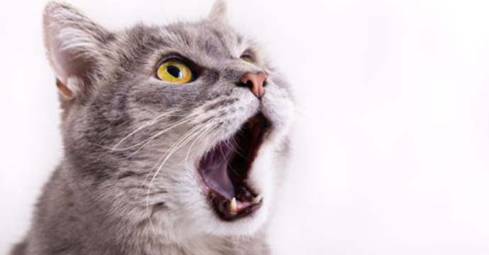 Pourquoi mon chat miaule la nuit ?