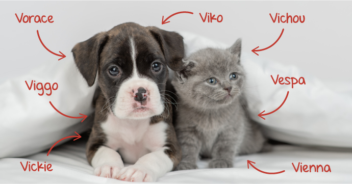 Nom de chien et chat en V : les plus stylés et originaux !