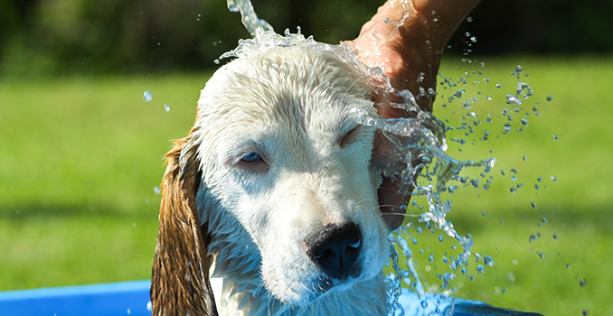 Comment protéger son chien de la chaleur ? Nos 5 conseils.