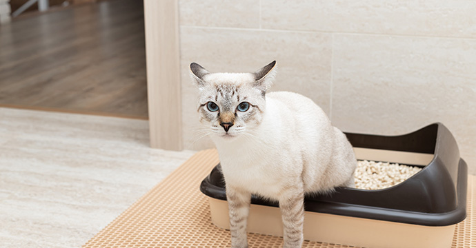 Qu’est-ce qu’un calcul urinaire chez le chat ?