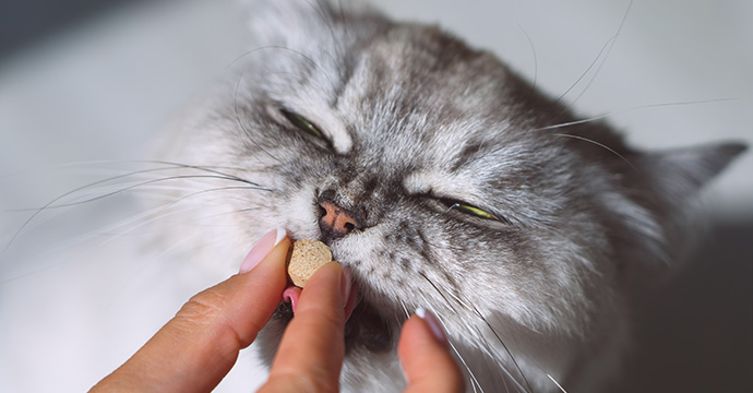 Quand vermifuger un chat ?