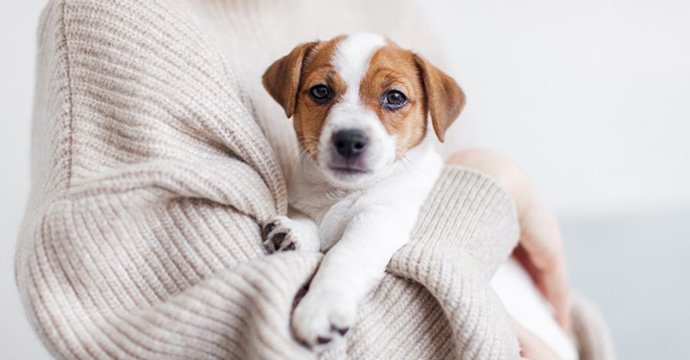 Comment calculer l'âge d'un chien ?