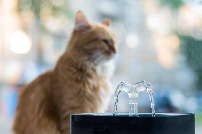 Quelle est la meilleure fontaine à eau pour chat ?