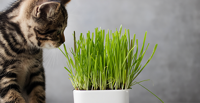 Decouvrez Ce Qui Arrive A Votre Chat Quand Il Sent De L Herbe A Chat Decouvrez Ce Qui Arrive A Votre Chat Quand Il Sent De L Herbe A Chat