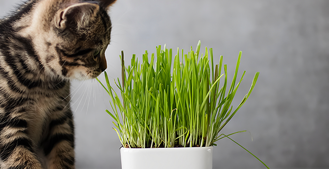 Herbe à chat à faire germer en barquette de 100 gr pour chat KERBL