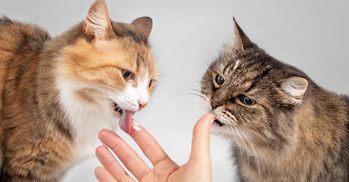 Pourquoi mon chat me lèche ?