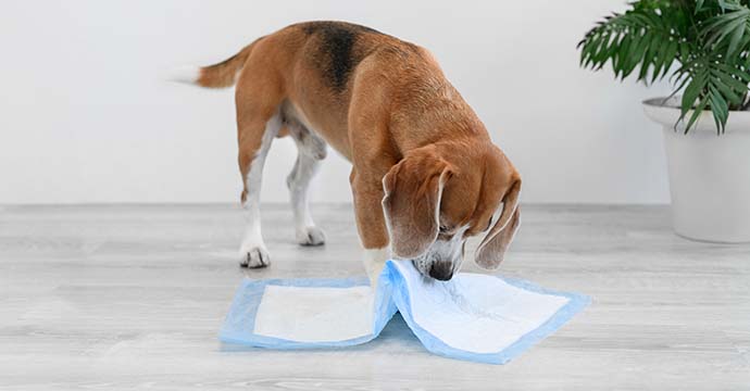 Comment utiliser un tapis éducateur pour chien ?