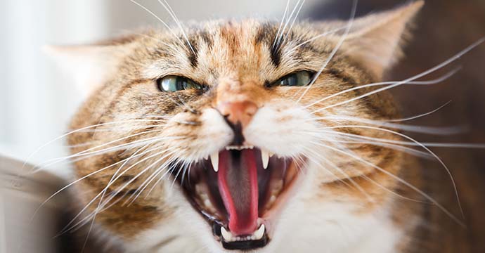 Comment punir un chat qui attaque ?