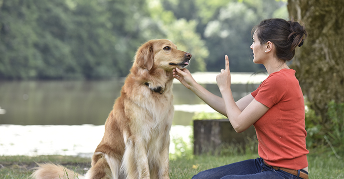 Quel âge pour commencer l'éducation d'un chien ?