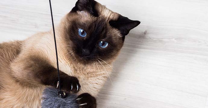 Pourquoi couper les griffes d'un chat ?