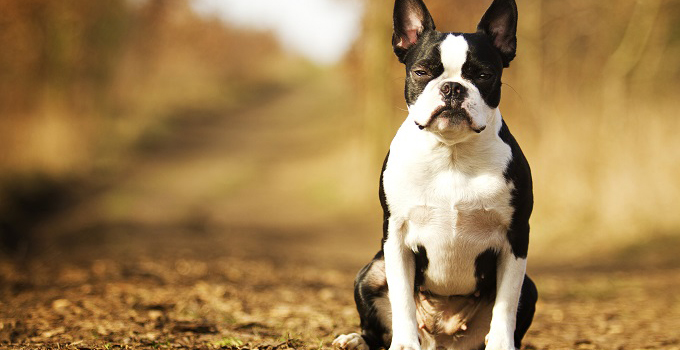 Pourquoi mon chien se traîne le derrière au sol ? 