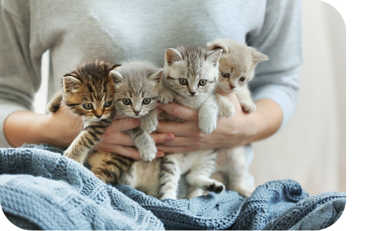 chatons élevage chatons élevage