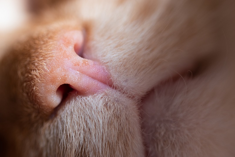 origines ronronnements du chat origines ronronnements du chat