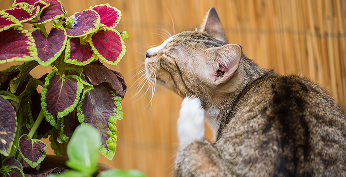 Faut Il Laisser Son Chat Sortir En Exterieur