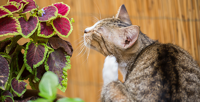 chat à l'extérieur dans le jardin observant la zone, en portant