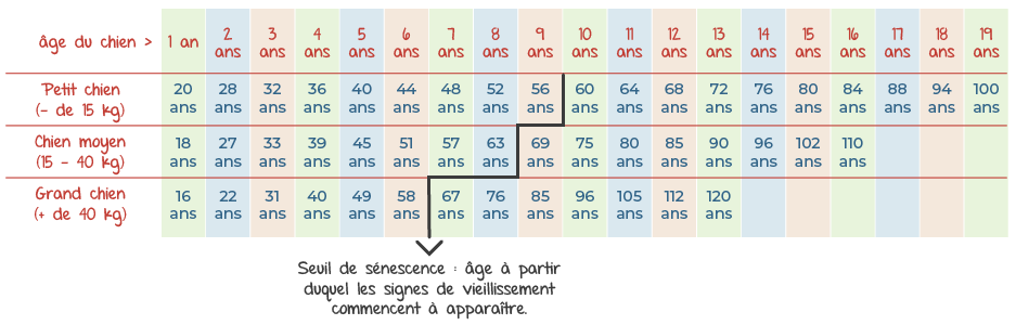 Tableau des âges des chiens