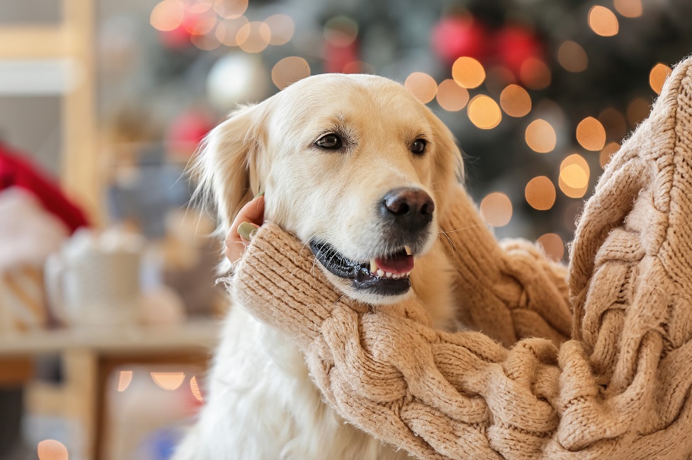 Quel cadeau offrir à un chien ou un chat à Noël ?