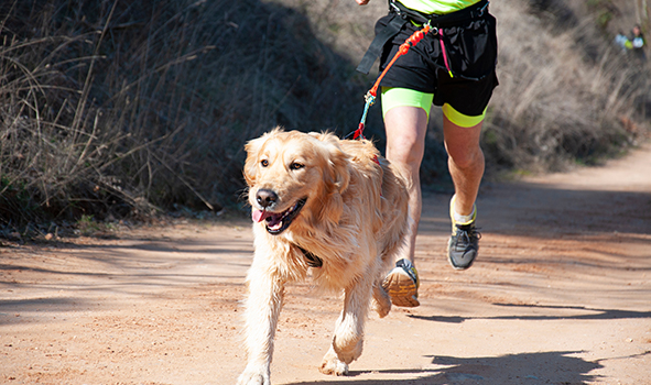 Quelles activités sportives faire avec son chien Quelles activités sportives faire avec son chien