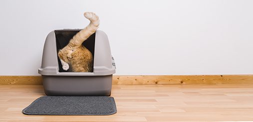 Tapis litière chat