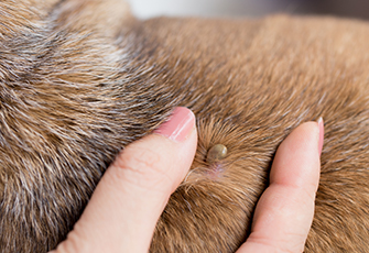 Reconnaître une tique sur un chien