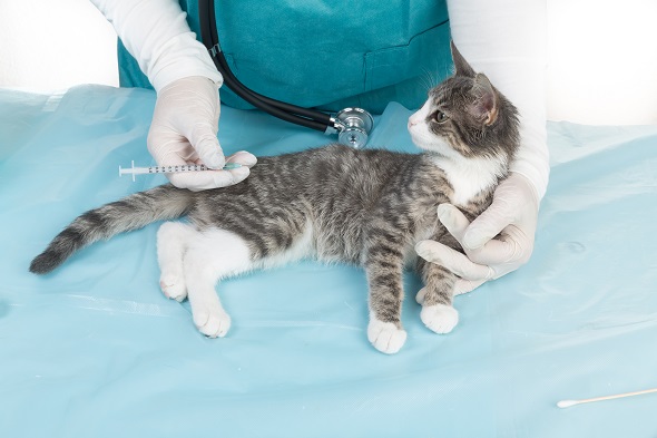 Vaccination chaton Vaccination chaton